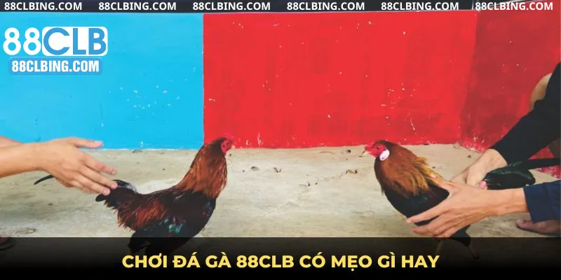 Chơi đá gà 88clb có mẹo gì hay