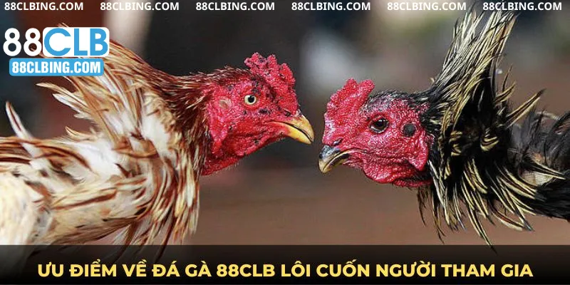 Ưu điểm về đá gà 88clb lôi cuốn người tham gia